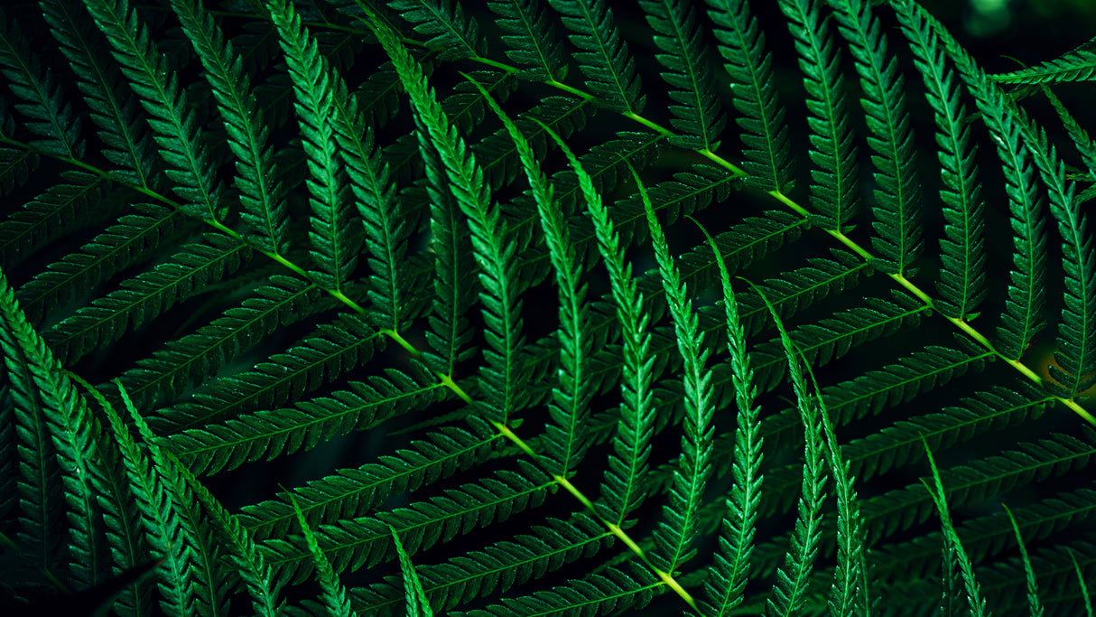 Philips 5000 series 27B2G5200/00 computerskærm 68,6 cm (27") 1920 x 1080 pixel Fuld HD LCD Anthracit