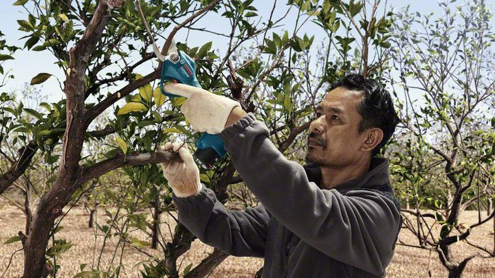 Bosch Pro Pruner Professional batteridreven græssaks 2,5 cm 12 V Lithium-Ion (Li-Ion) Blå
